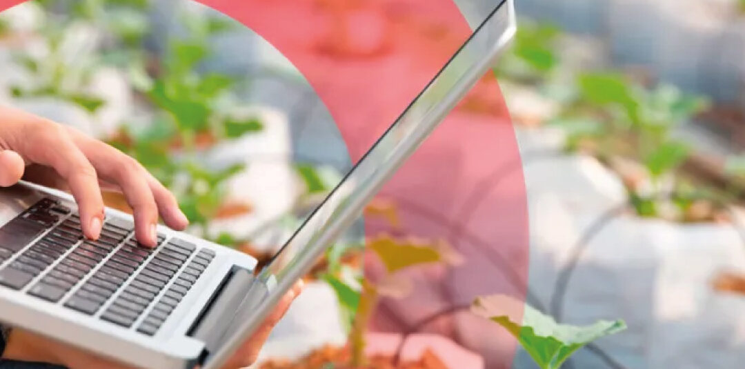 Inovação no Agro: É Hora de Colher Conhecimento