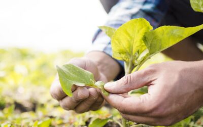 Inovação no agro: a hora de colher conhecimento